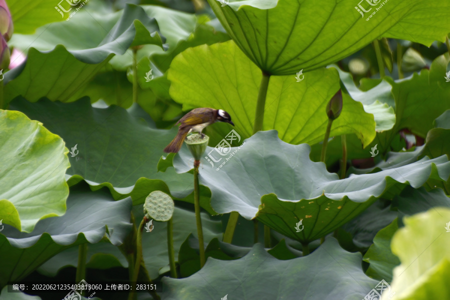 荷花和小鸟