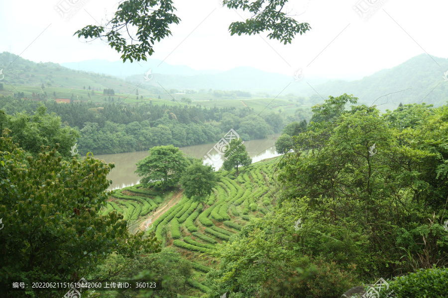 武夷岩茶大红袍茶叶摄影