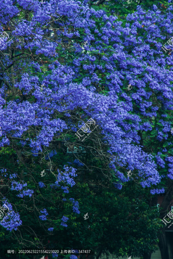 蓝花楹