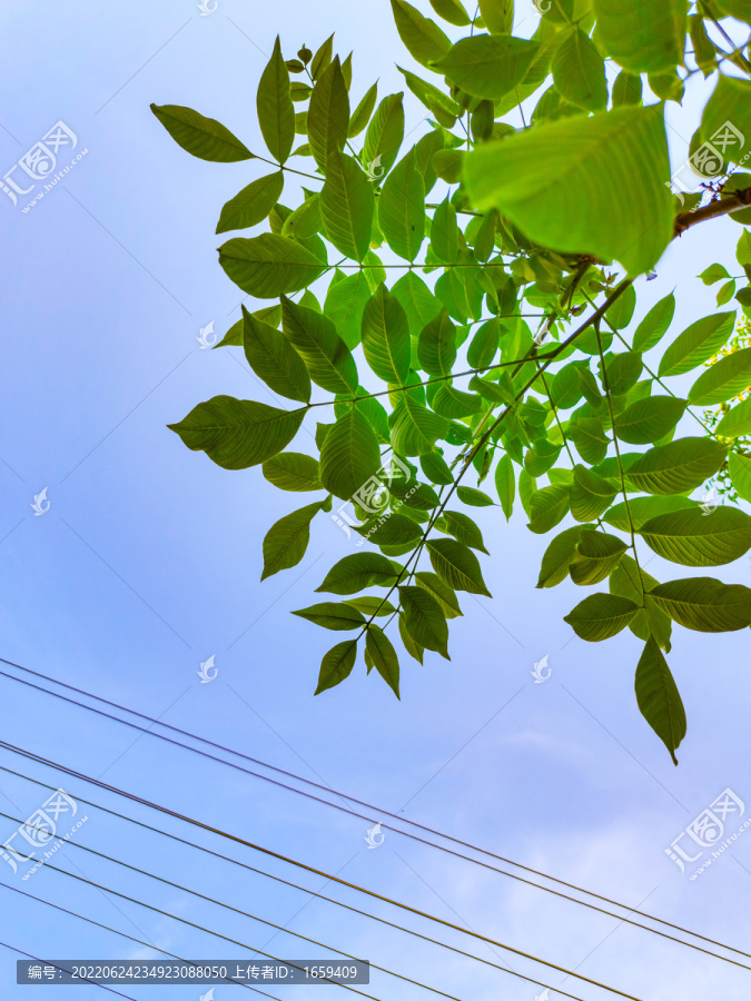 仰拍树枝树叶