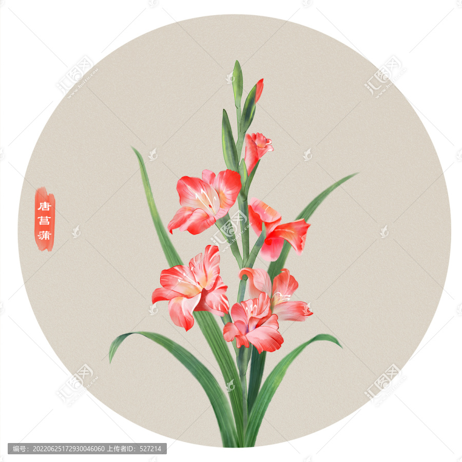 唐菖蒲