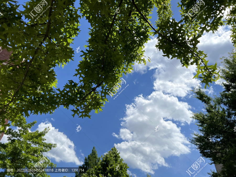橡树蓝天白云