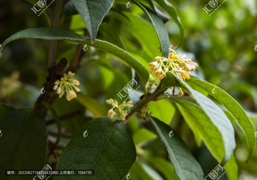 桂花树