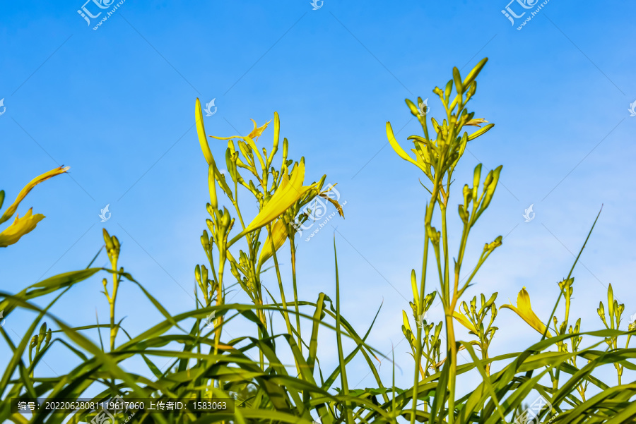 黄花菜