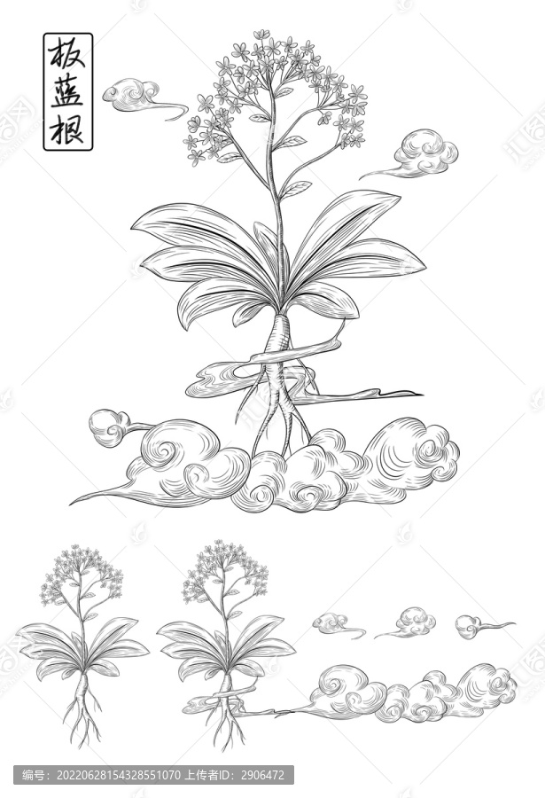 板藍(lán)根手繪版畫