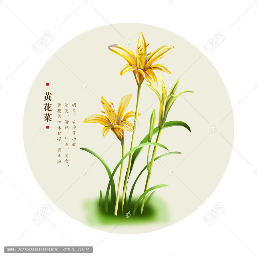 黃花菜