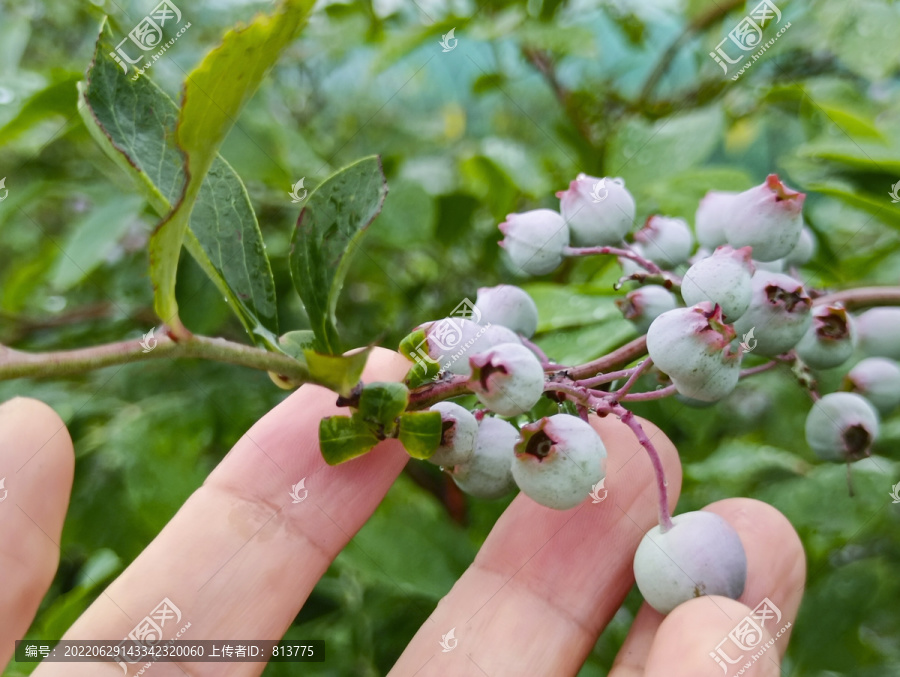 手摘枝头蓝莓