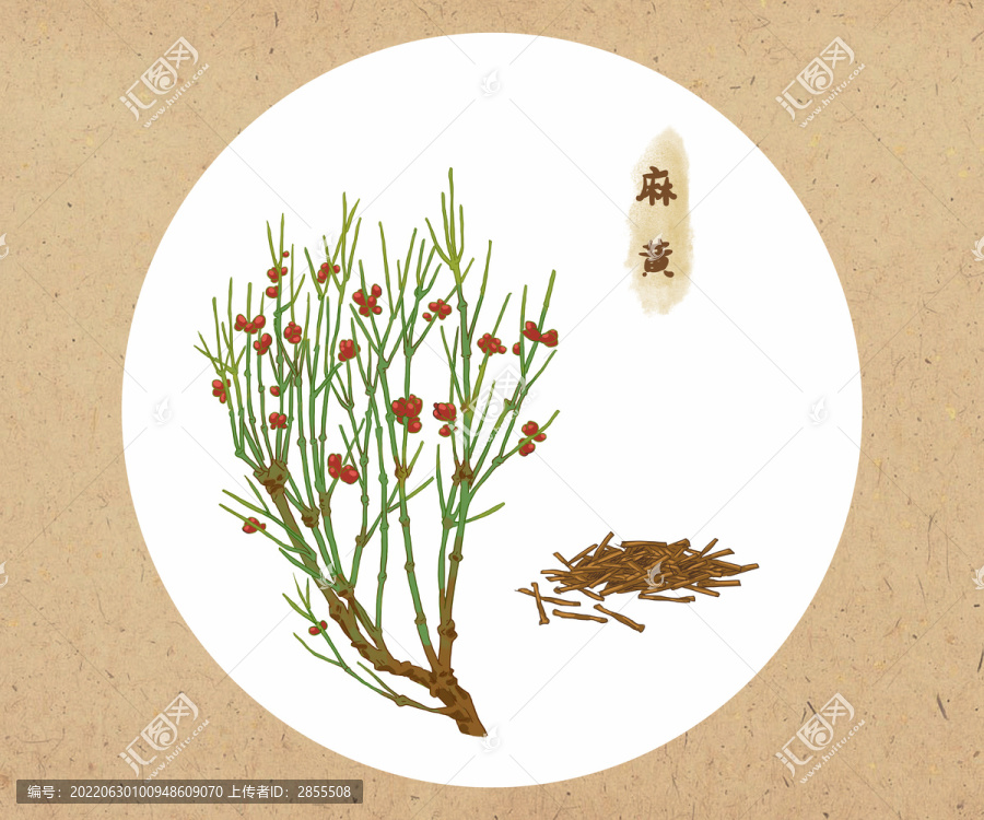 手繪麻黃