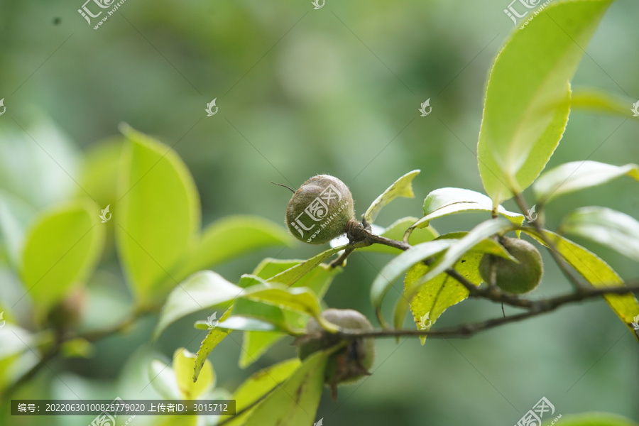 油茶籽果