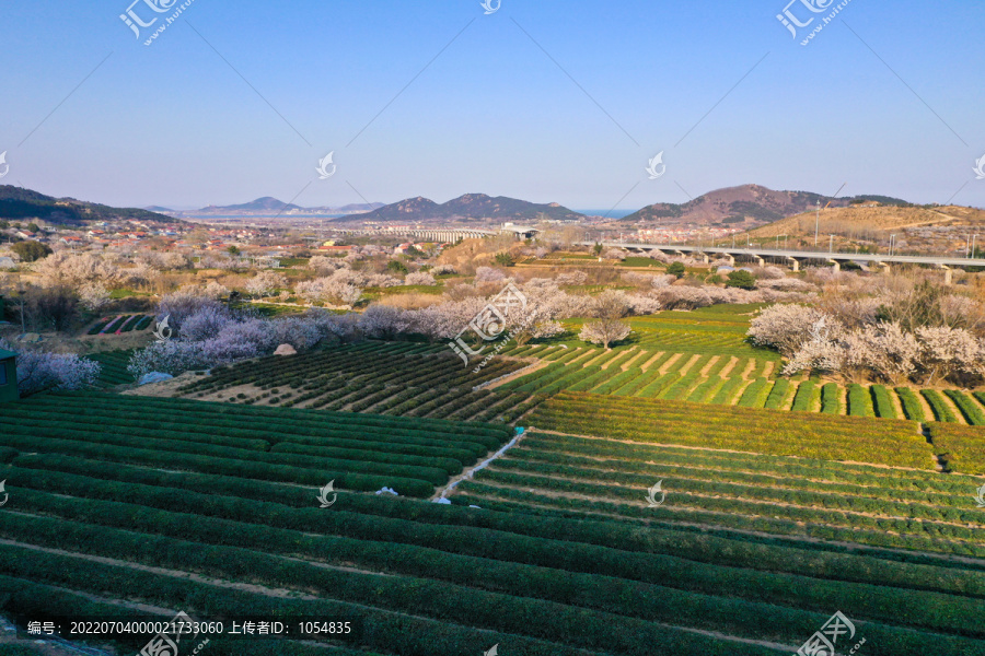 青岛茶园