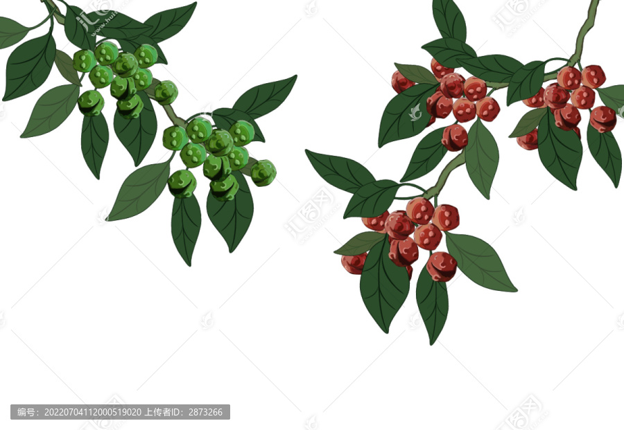 花椒藤椒手繪插畫