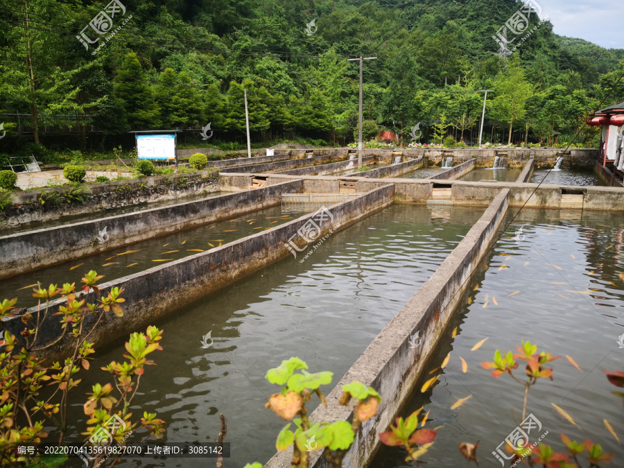 冷水淡水鱼三文鱼养殖基地