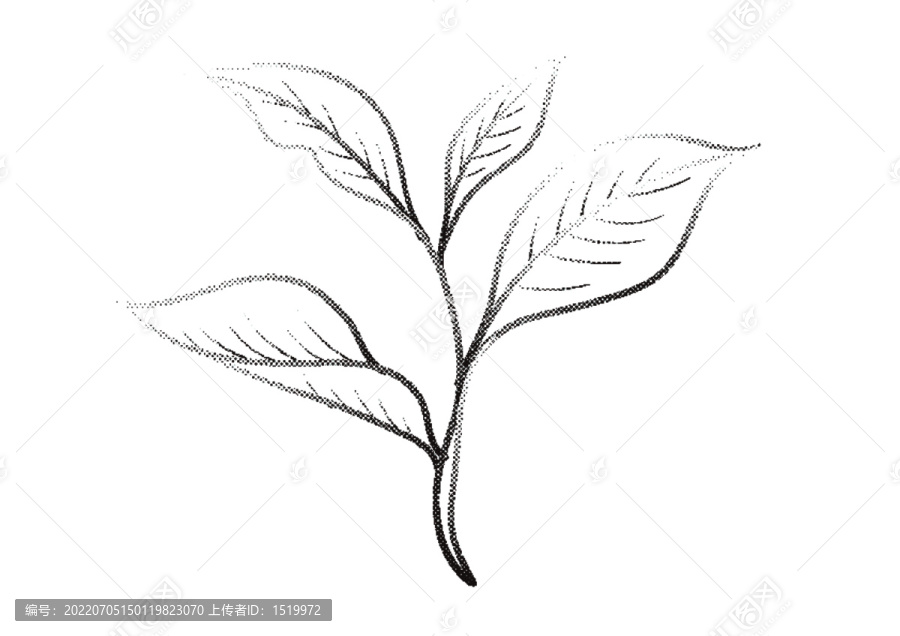 茶葉