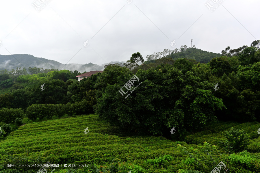 雁南飞茶园