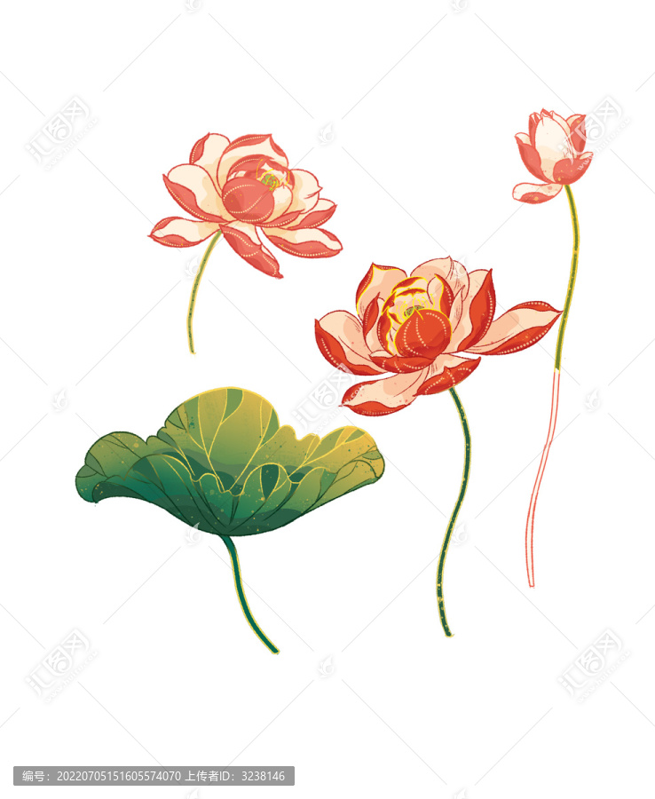 荷花