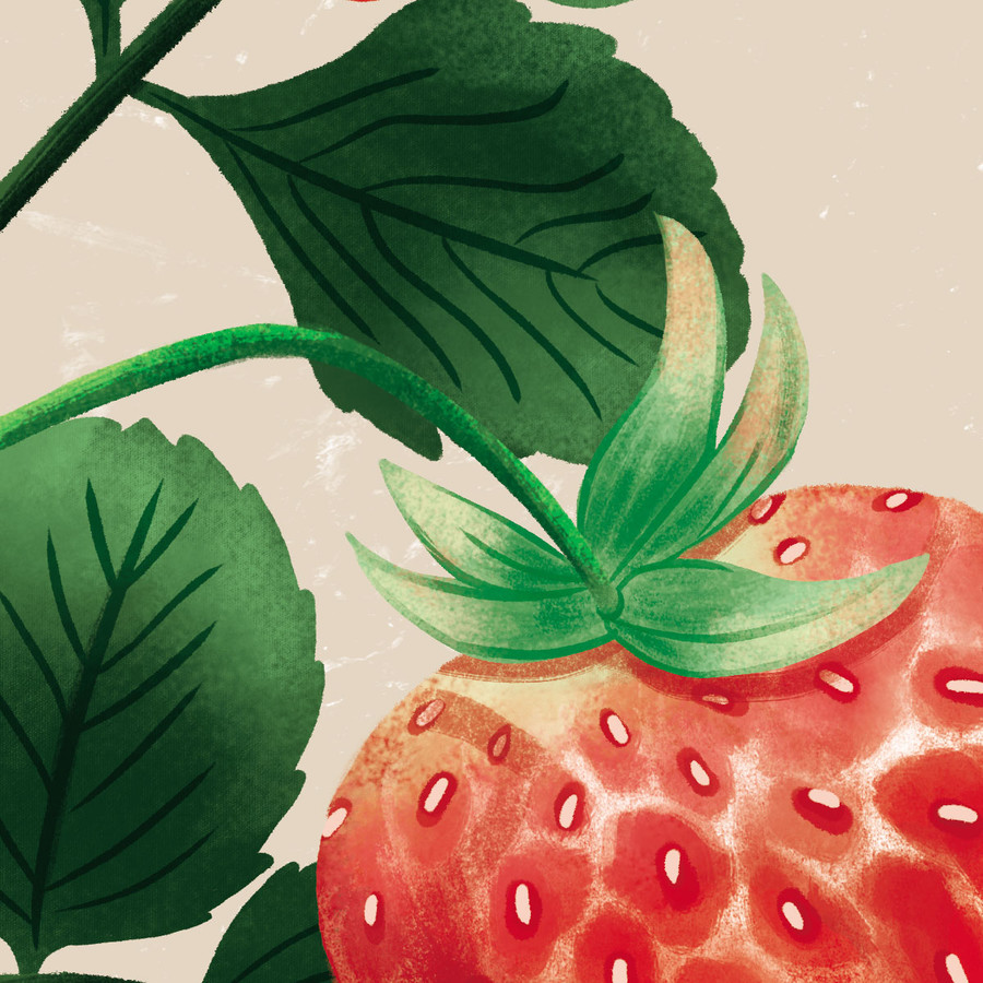 手绘草莓包装插画