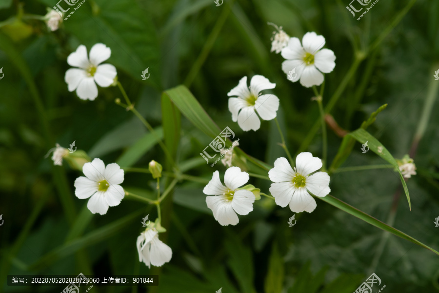 缕丝花的开花期