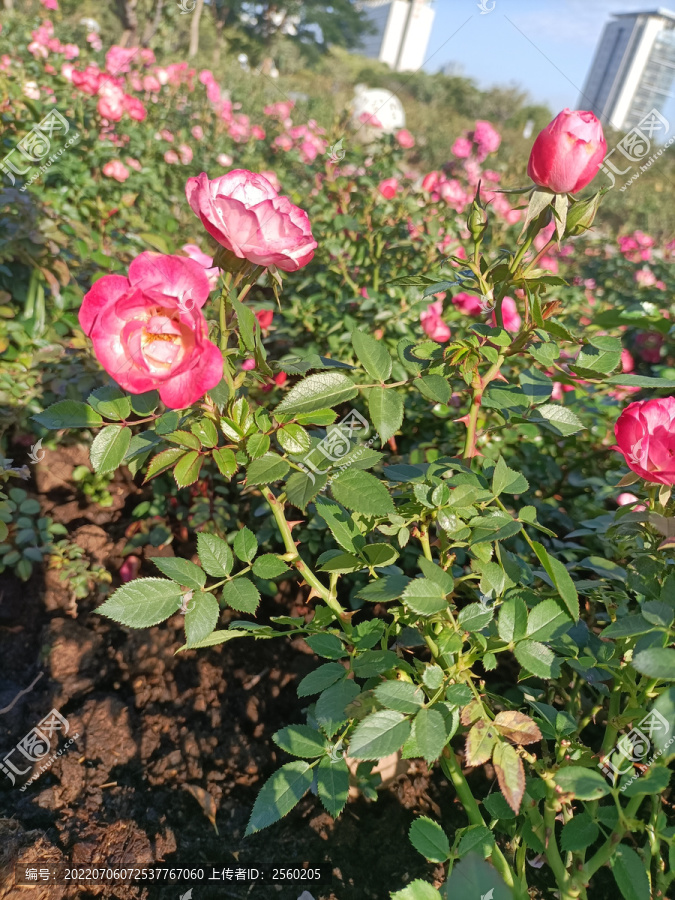 玫瑰花月季花从