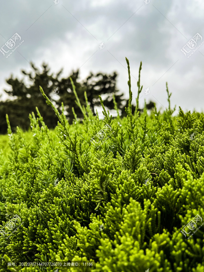 雨后植物阴天雨珠