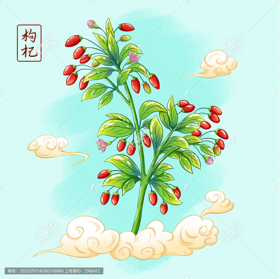 枸杞插畫手繪