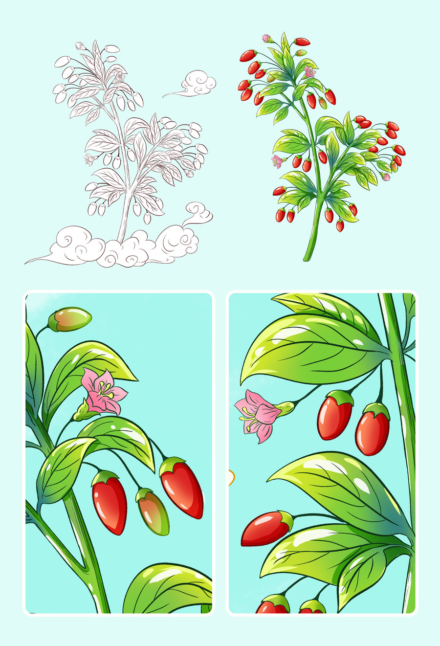 枸杞插畫手繪