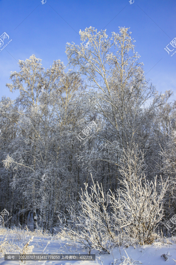 雪地白桦树雾凇