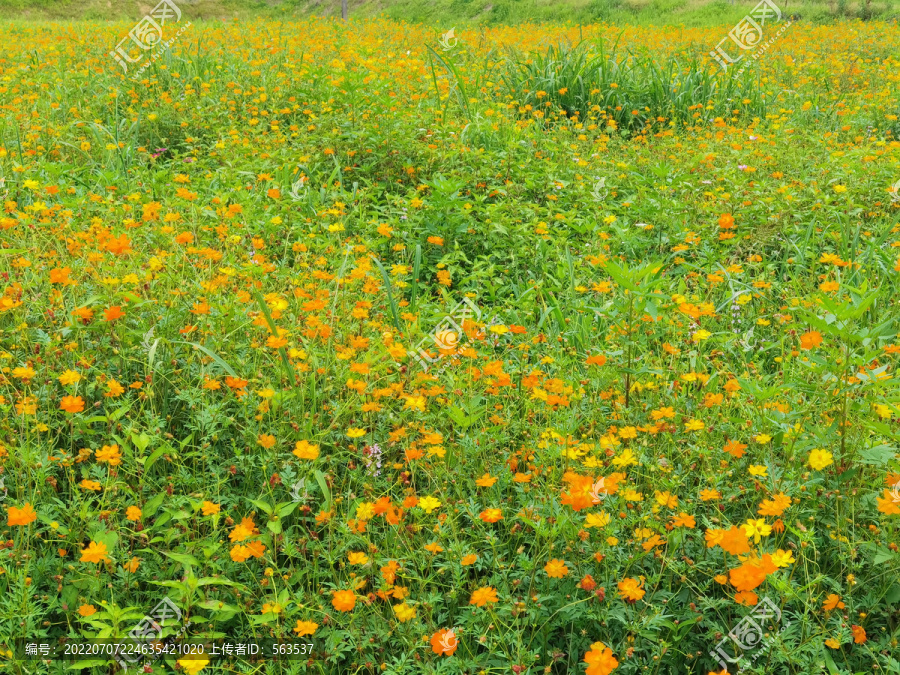 瀛洲生態園黃色小菊花