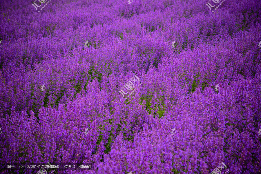 薰衣草花海