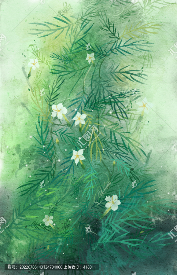星星花五角星花蔦蘿