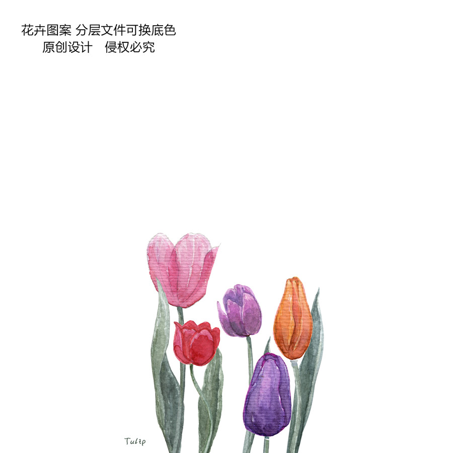 郁金香手繪