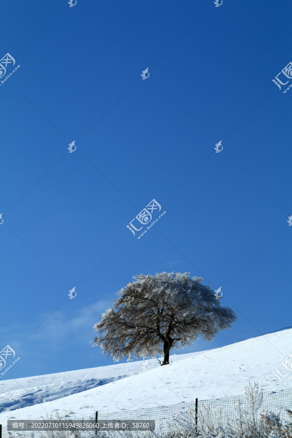 雪野一棵树雪景