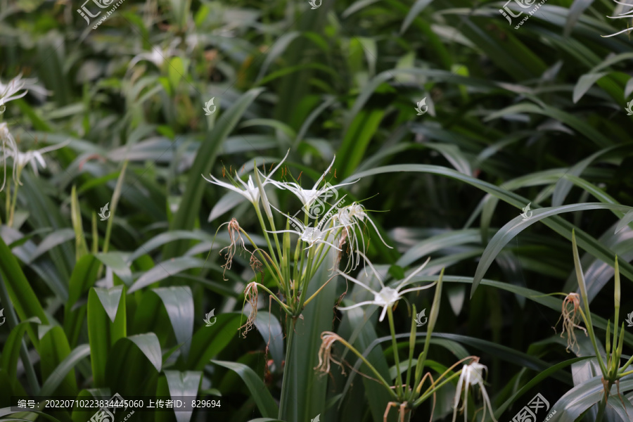 水仙花