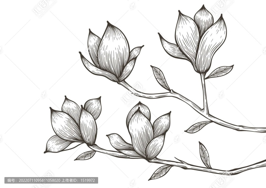 玉蘭花