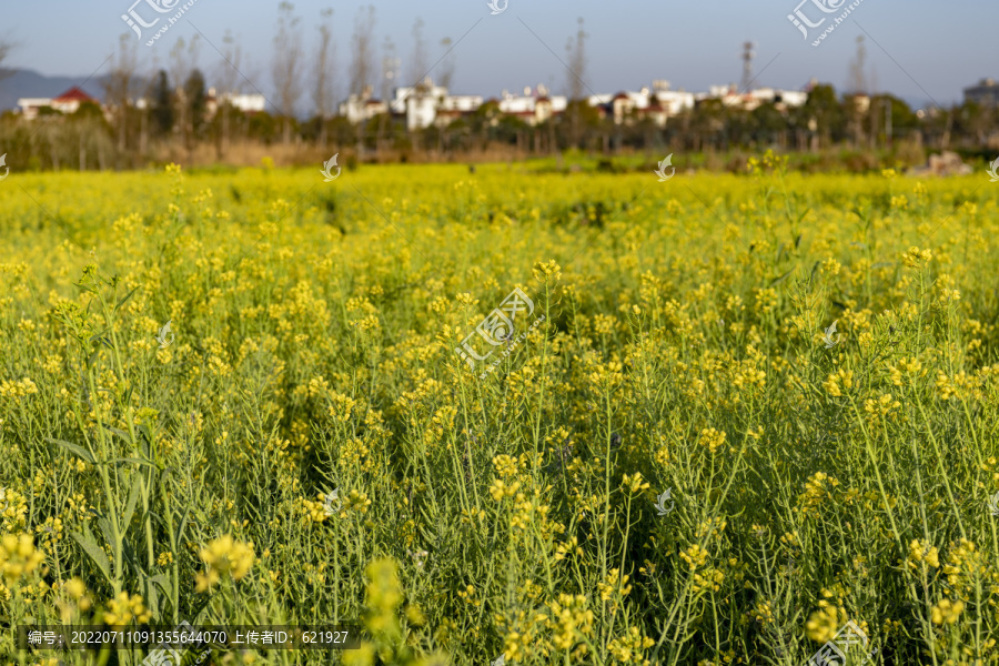 油菜花