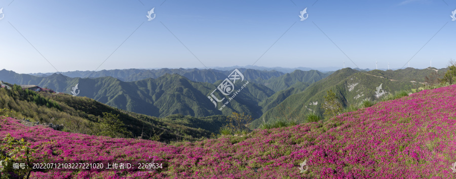 五峰滑雪场芝樱花全景图