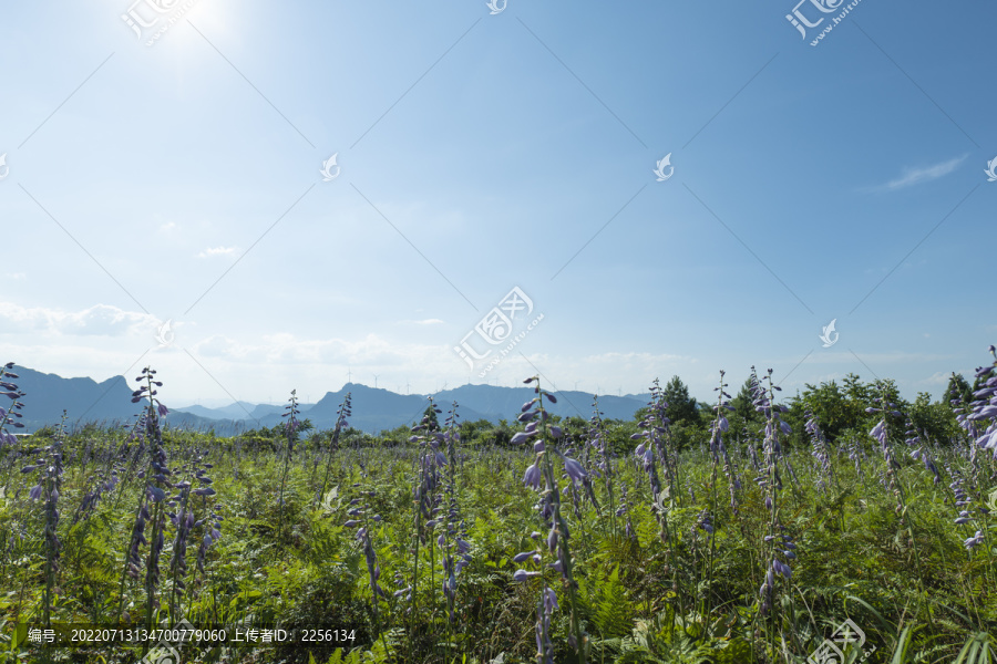 花海白云草坪