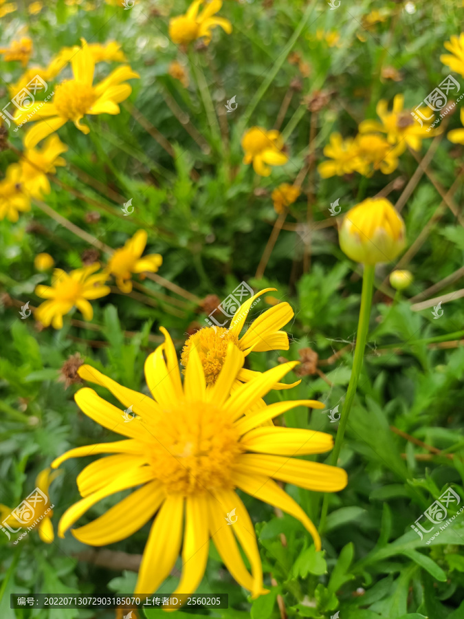 黄色小皱菊