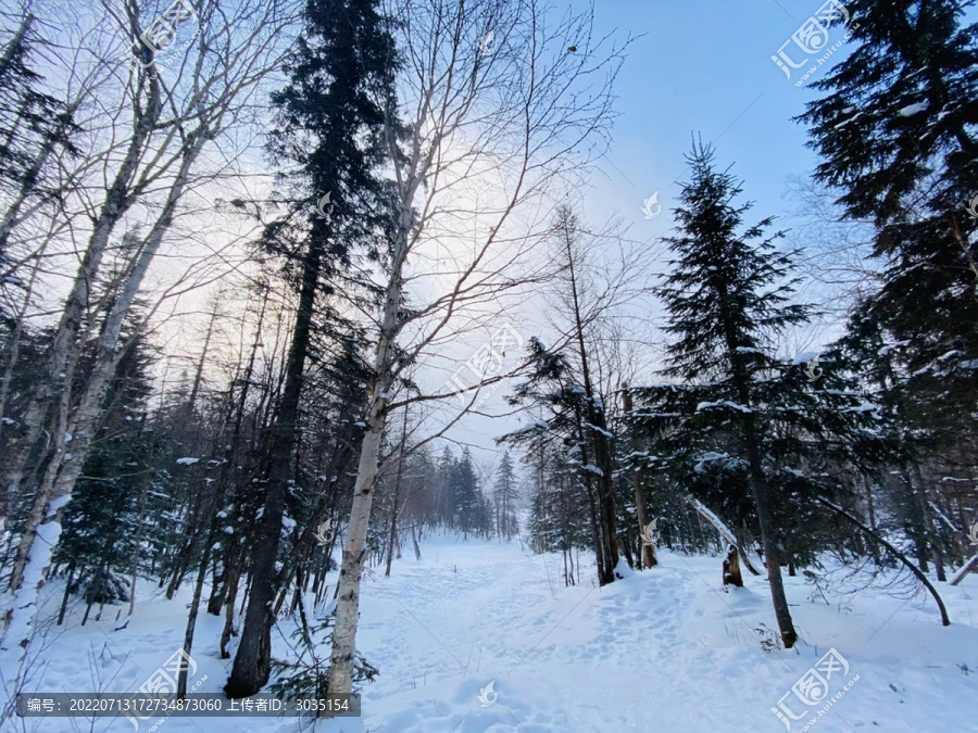 雪景冬季树林东北冬季