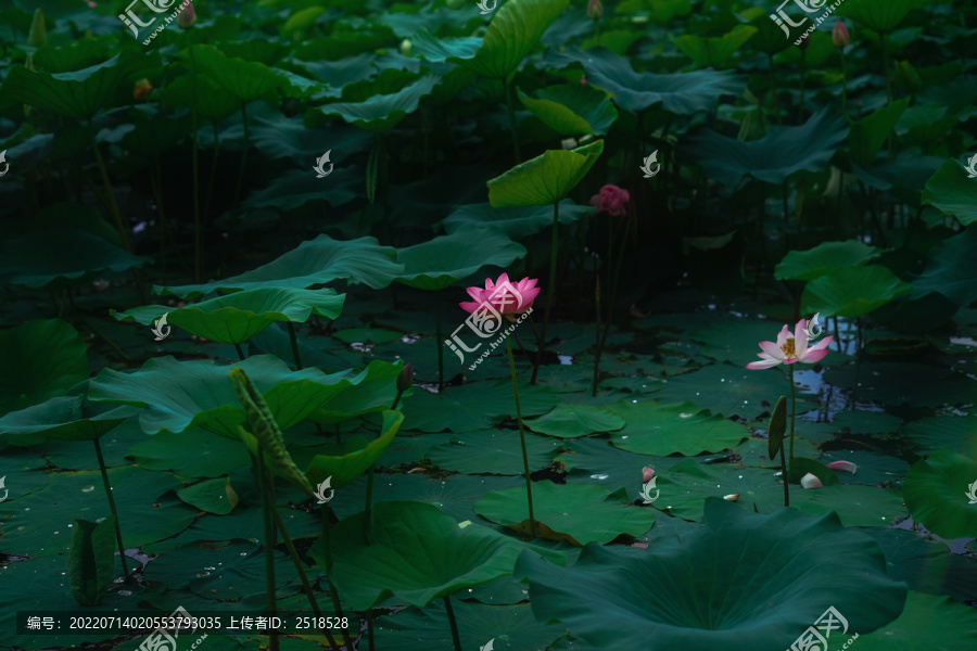 荷花池荷花盛放夏天风景