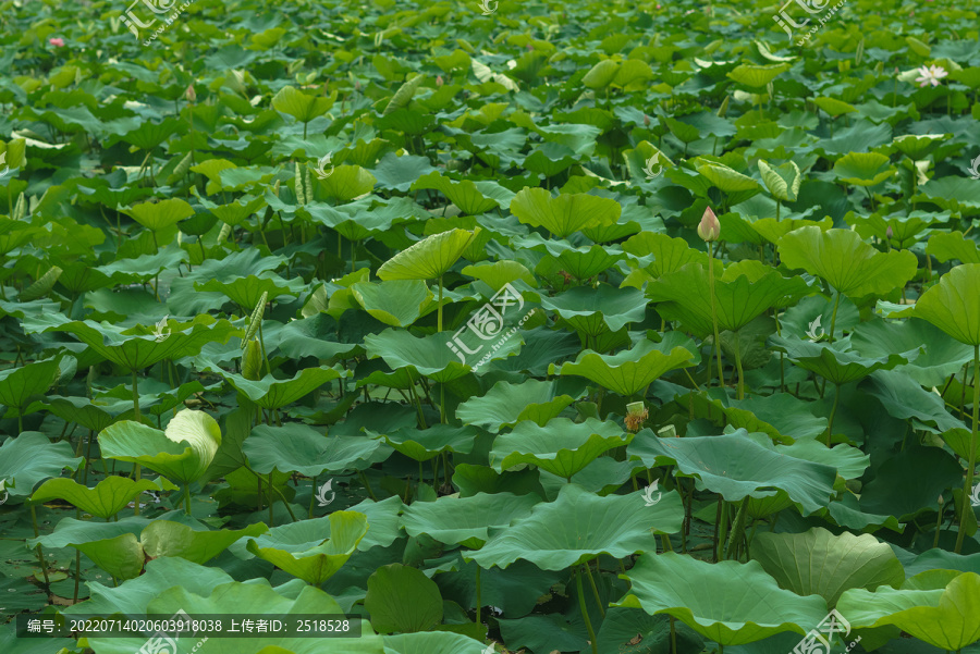 荷花池荷花盛放夏天风景