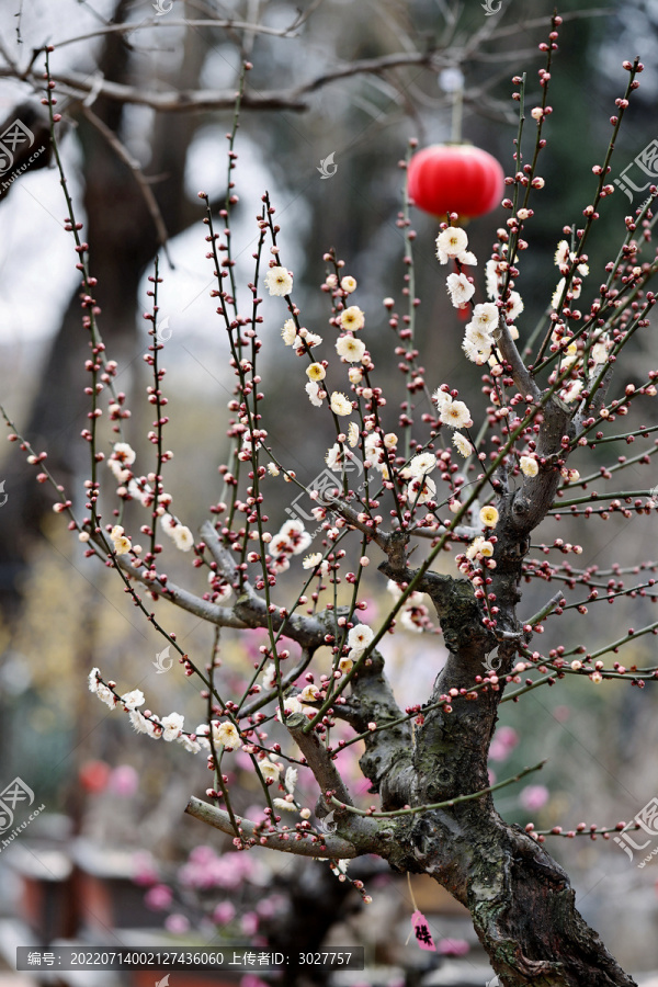 梅花树