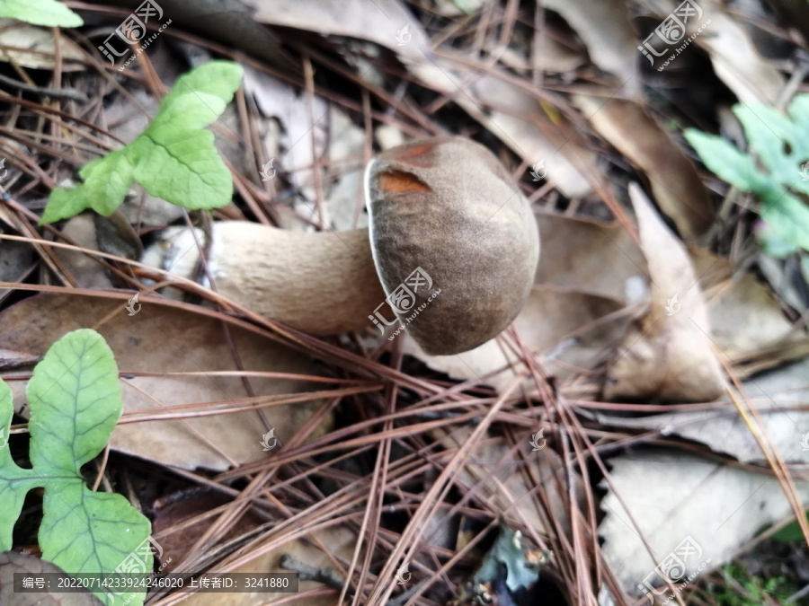 野生菌蘑菇大脚菇