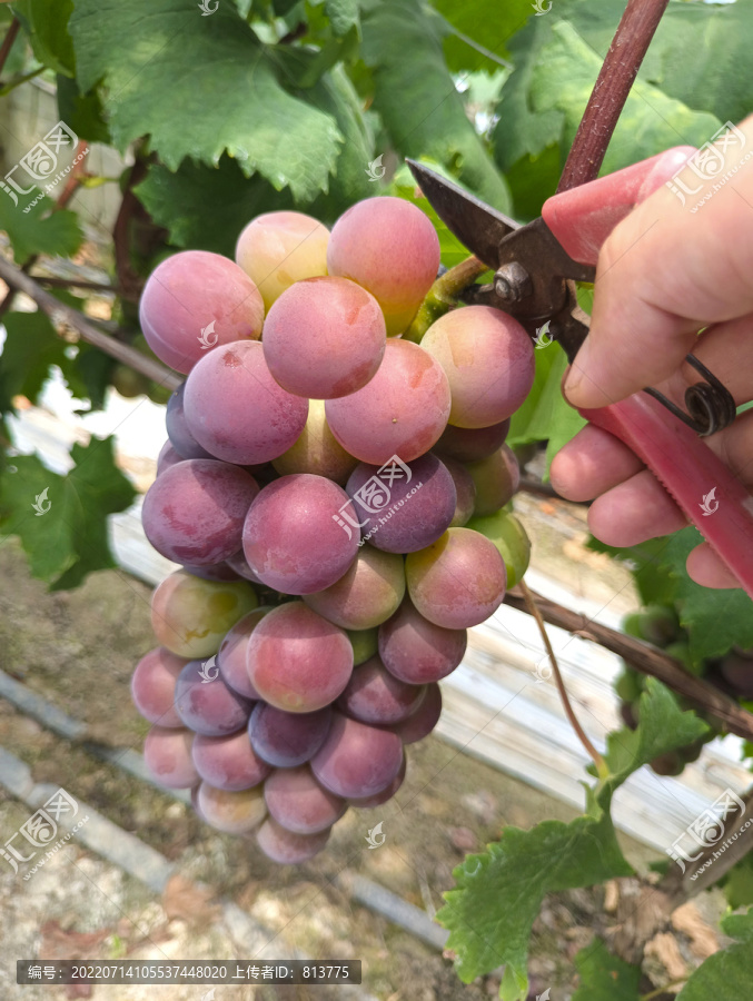 果园剪葡萄