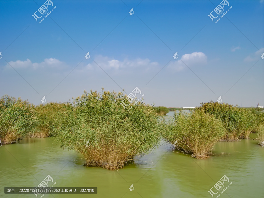 宁夏沙湖芦苇