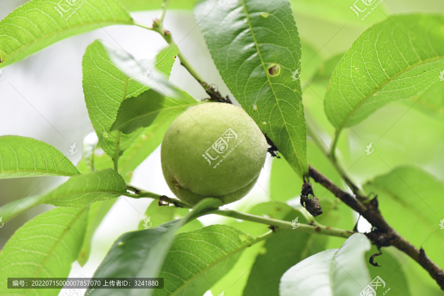 桃子摄影野生植物水果桃子