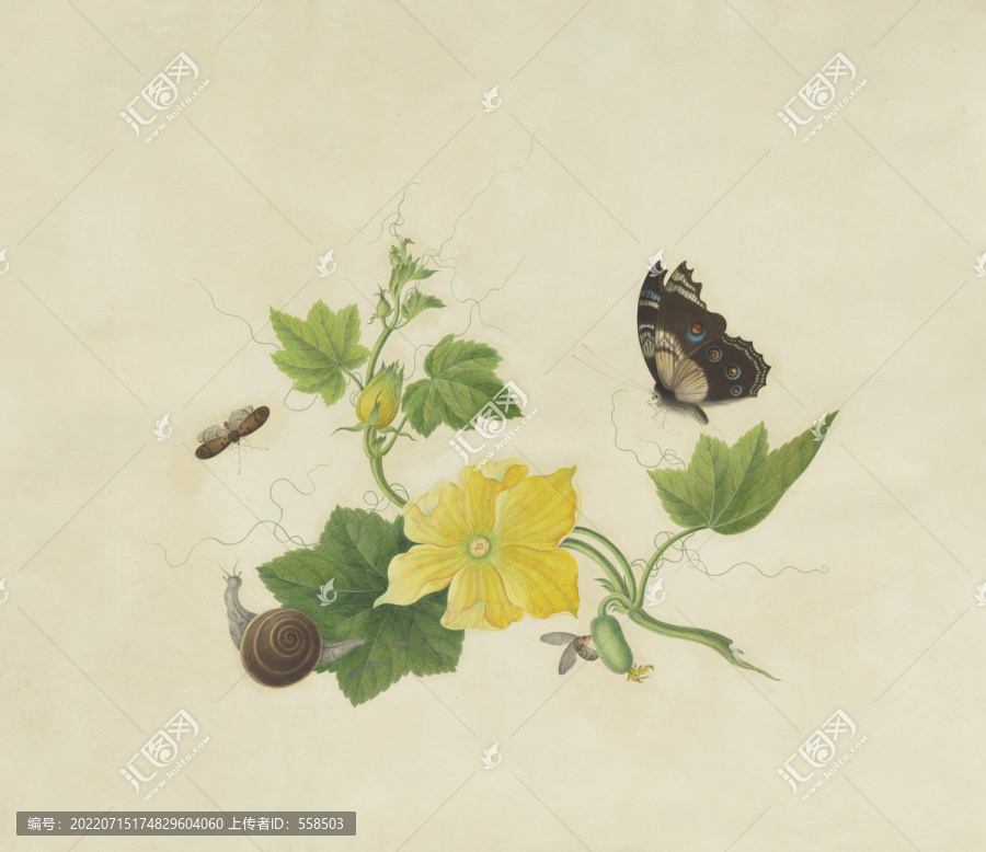 冬瓜花水彩花卉國(guó)畫裝飾畫
