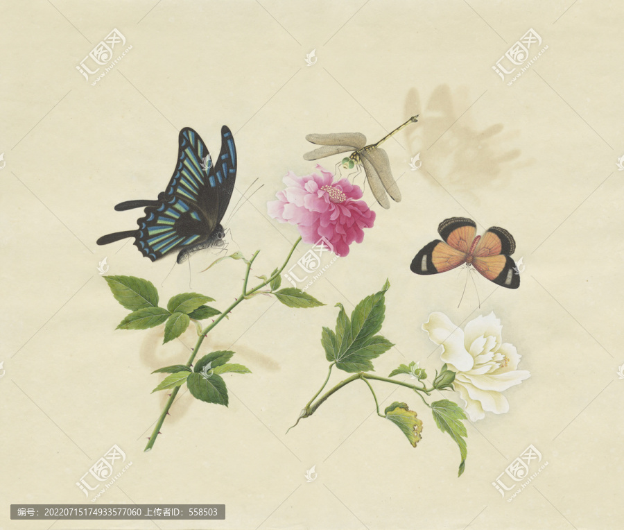 扶桑花水彩花卉國(guó)畫(huà)裝飾畫(huà)