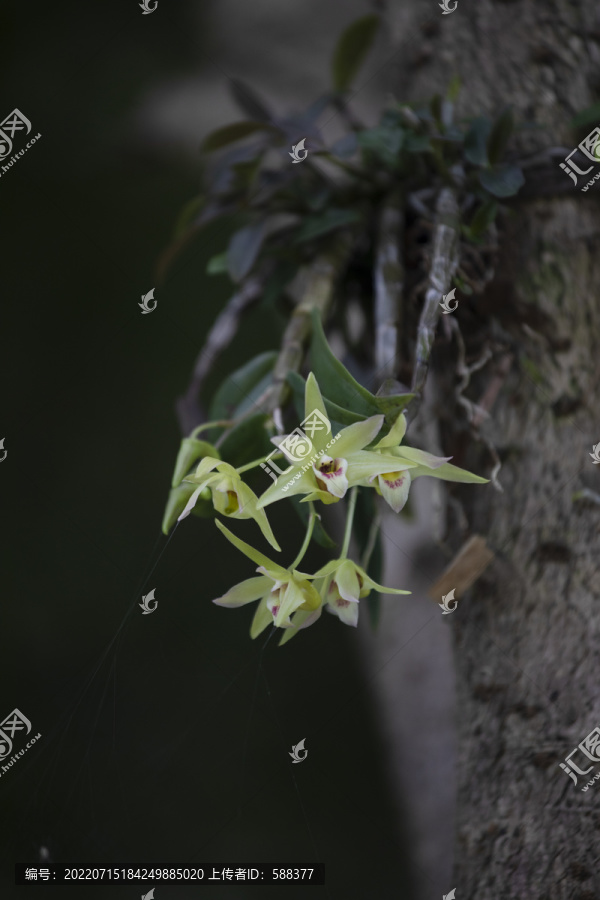 人工繁殖种植石斛铁皮枫斗基地