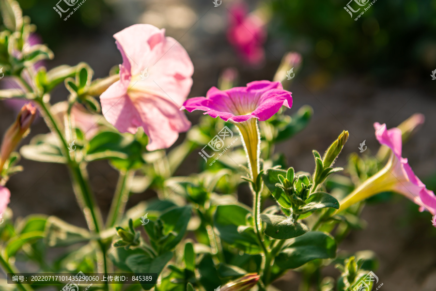 田地开花期矮牵牛植株