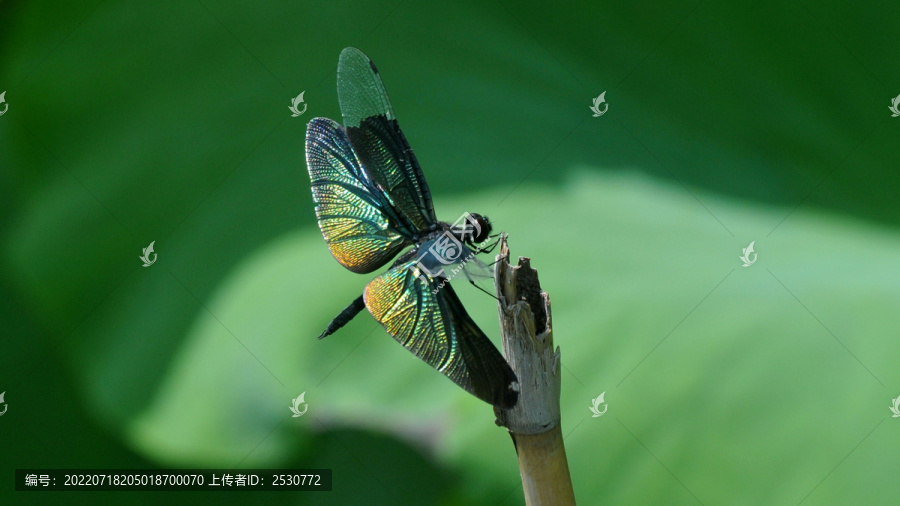 黑丽翅蜻